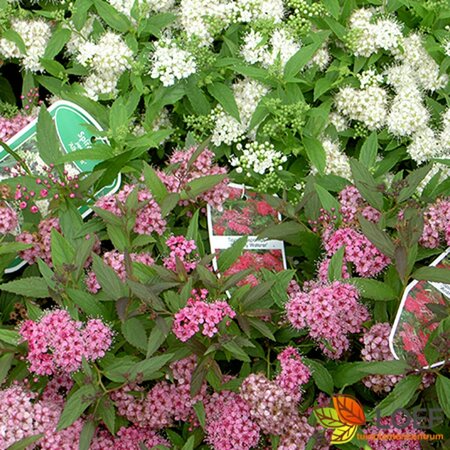 Spiraea japonica 'Anthony Waterer' C1.5 - afbeelding 1