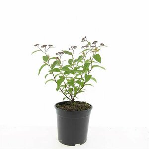 Spiraea japonica 'Anthony Waterer' C1.5 - afbeelding 3