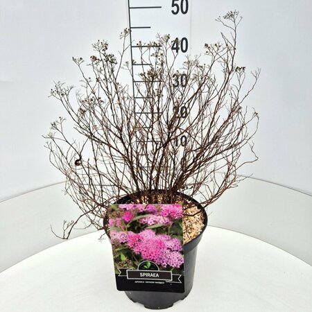 Spiraea japonica 'Anthony Waterer' C1.5 - afbeelding 11