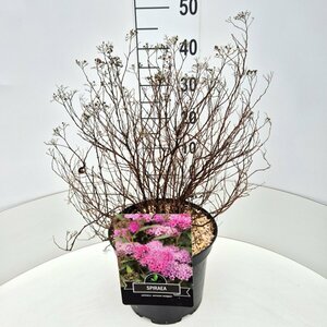 Spiraea japonica 'Anthony Waterer' C1.5 - afbeelding 11