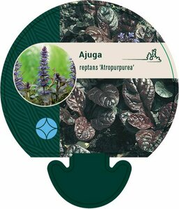 Ajuga reptans 'Atropurpurea' P9 - afbeelding 5