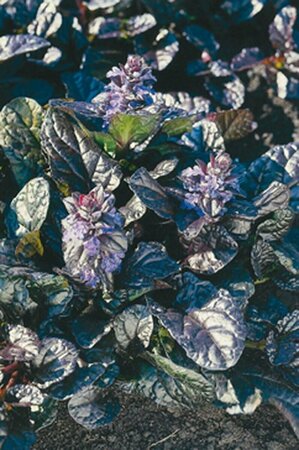Ajuga reptans 'Atropurpurea' P9 - afbeelding 2