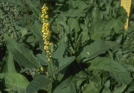 Verbascum nigrum P9 - afbeelding 1