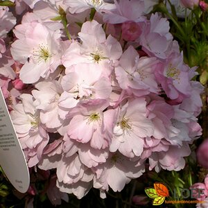 Prunus serrulata 'Amanogawa' 100/125 C. - afbeelding 3