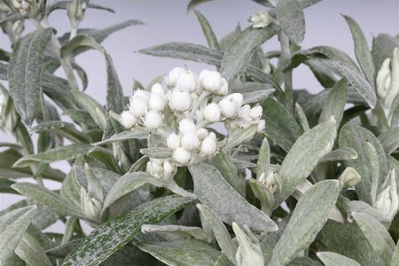 Anaphalis tripl. 'Silberregen' P9