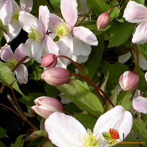 Clematis montana C2