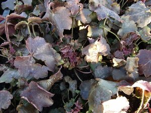 Heuchera micrantha 'Palace Purple' C1.5 - afbeelding 2
