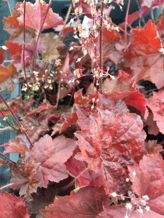 Heuchera micrantha 'Palace Purple' C1.5 - afbeelding 8