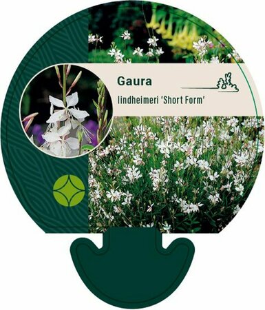 Gaura lindheimeri 'Short Form' P9 - afbeelding 1