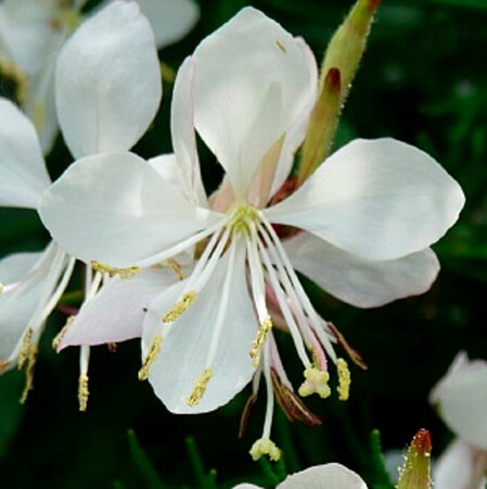 Gaura lindheimeri 'Short Form' P9 - afbeelding 2