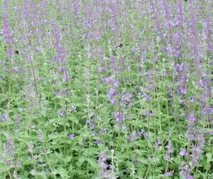 Nepeta f. 'Walker's Low' P9 - afbeelding 2