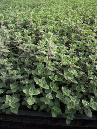 Nepeta f. 'Walker's Low' P9 - afbeelding 3