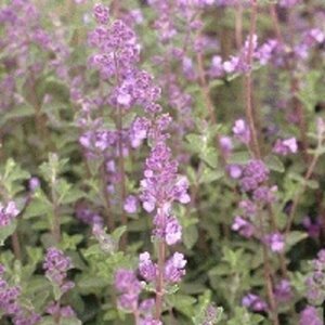Nepeta f. 'Walker's Low' P9 - afbeelding 5