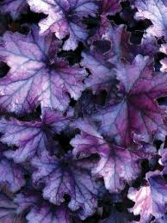 Heuchera 'Forever Purple' P9 - afbeelding 1