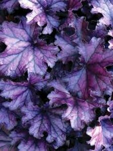Heuchera 'Forever Purple' P9