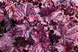 Heuchera 'Forever Purple' P9 - afbeelding 2