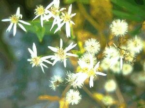 Aster divaricatus P9 PlanetProof - afbeelding 10
