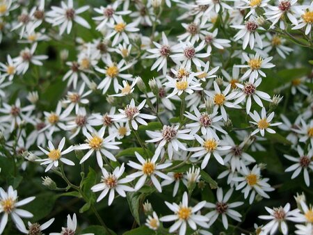 Aster divaricatus P9 PlanetProof - afbeelding 3