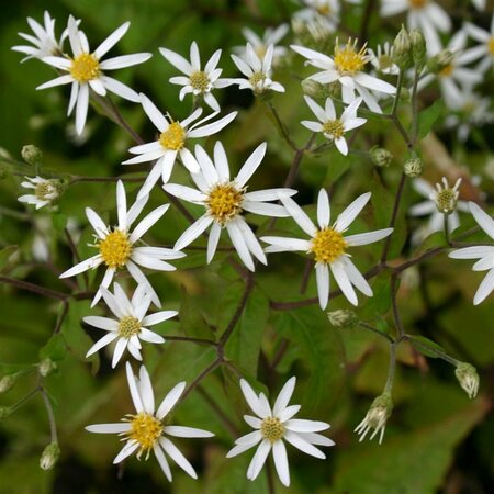 Aster divaricatus P9 PlanetProof - afbeelding 2