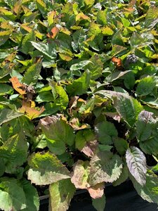 Aster divaricatus P9 PlanetProof - afbeelding 6