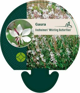 Gaura lindheimeri 'Whirling Butterflies' P9 PlanetProof - afbeelding 5