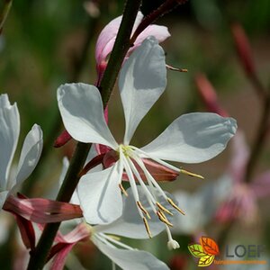 Gaura lindheimeri 'Whirling Butterflies' P9 PlanetProof - afbeelding 9