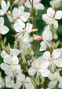 Gaura lindheimeri 'Whirling Butterflies' P9 PlanetProof - afbeelding 6