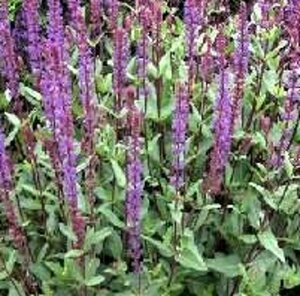 Salvia nemorosa 'Caradonna' P9 PlanetProof - afbeelding 3