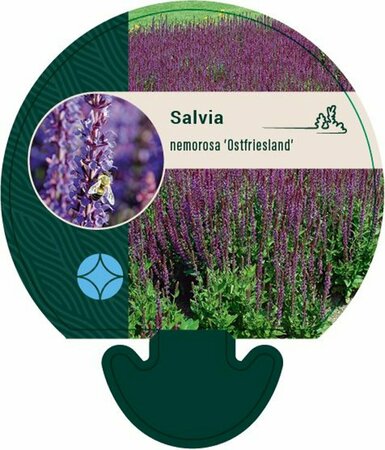Salvia nemorosa 'Ostfriesland' P9 PlanetProof - afbeelding 2