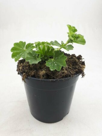 Alchemilla mollis C1.5 - afbeelding 1