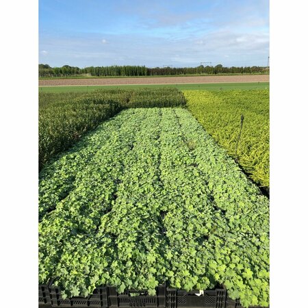 Alchemilla mollis C1.5 - afbeelding 10