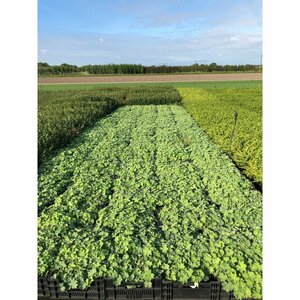 Alchemilla mollis C1.5 - afbeelding 10