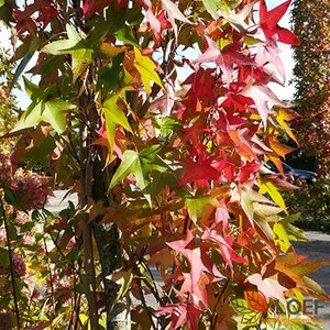 Liquidambar styraciflua 'Worplesdon' 8-10 C. 