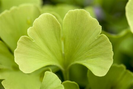 Ginkgo biloba 'Mariken' ST. 200 8-10 C.  - afbeelding 1