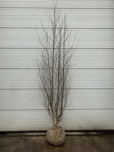 Betula pendula 10-12 C.  - afbeelding 4