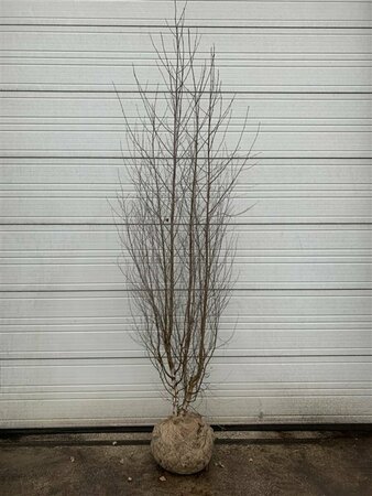 Betula pendula 12-14 C. - afbeelding 4