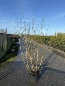 Cornus mas 275/300 DR. Meerstammig - afbeelding 4