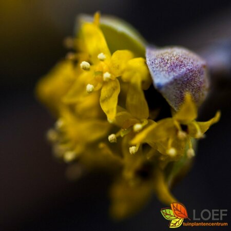 Cornus mas 275/300 DR. Meerstammig - afbeelding 1