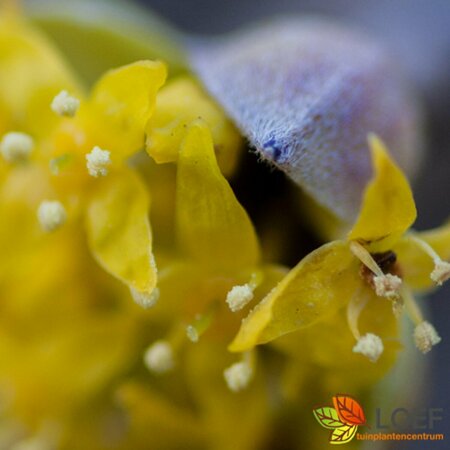 Cornus mas 275/300 DR. Meerstammig - afbeelding 3