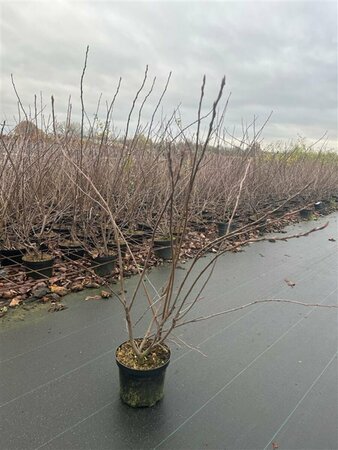 Amelanchier lamarckii 175/200 DR. Meerstammig - afbeelding 6