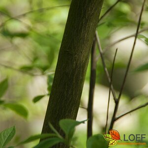 Amelanchier lamarckii 175/200 DR. Meerstammig - afbeelding 3