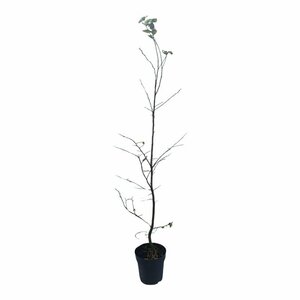 Carpinus betulus 350/400 DR. Meerstammig - afbeelding 5