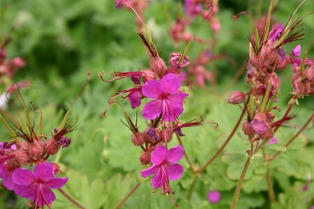 Geranium macrorrhizum 'Czakor' P9 - afbeelding 3