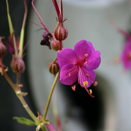 Geranium macrorrhizum 'Czakor' P9 - afbeelding 10