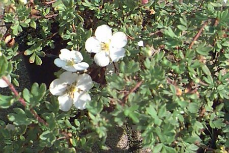 Potentilla fruticosa 'Abbotswood' C1.5 - afbeelding 1