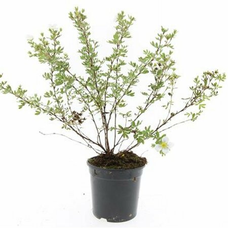 Potentilla fruticosa 'Abbotswood' C1.5 - afbeelding 2