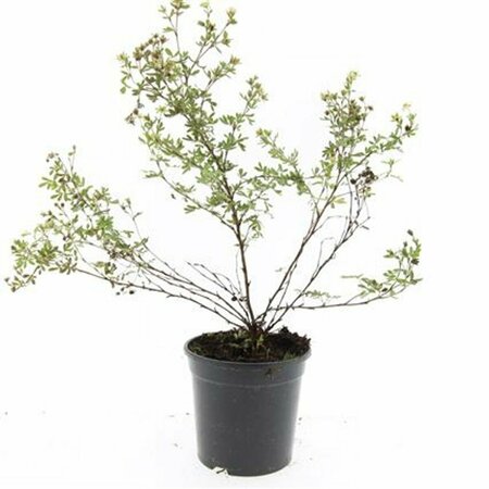 Potentilla fruticosa 'Abbotswood' C1.5 - afbeelding 5