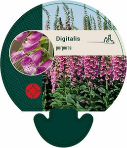 Digitalis purpurea P9 - afbeelding 4