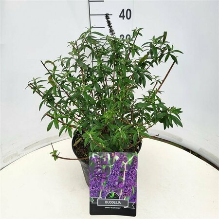 Buddleja davidii 'Black Knight' 40/50 C. - afbeelding 2