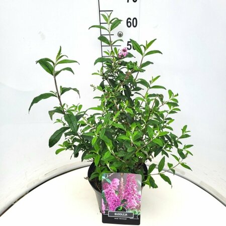 Buddleja davidii 'Pink Delight' 40/50 C. - afbeelding 3